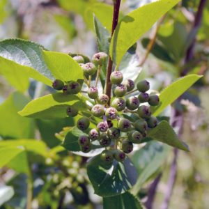 062416_Aronia_close-edit1-940x626